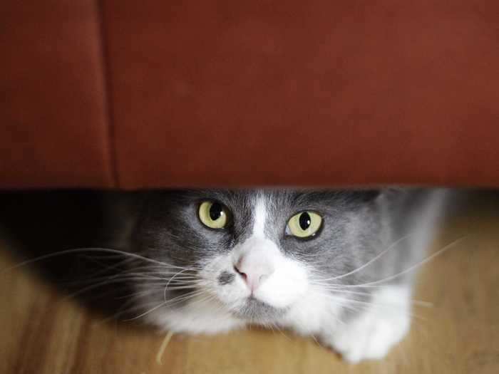 If your normally social cat has begun hiding beneath furniture or blankets, they could be stressed out.