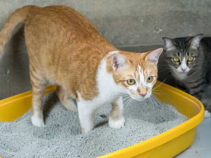 Trained cats who begin to have accidents outside of the litter box may be experiencing stress.