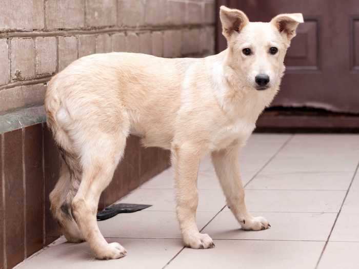 Extremely agitated dogs may tuck their tails.