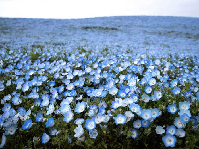 Nemophila, also known as "baby-blue eyes," are currently blooming at the Hitachi Seaside Park in Hitachinaka.