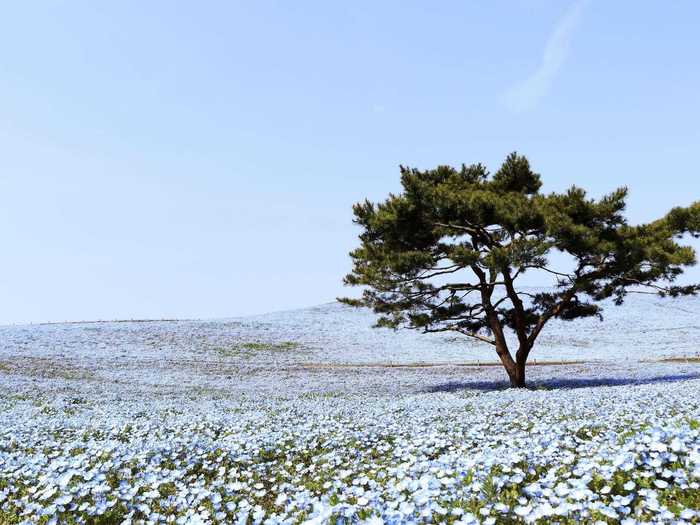 New photos of Miharashi Hill, where the nemophila grow, show the beautiful blue flowers in all their glory.