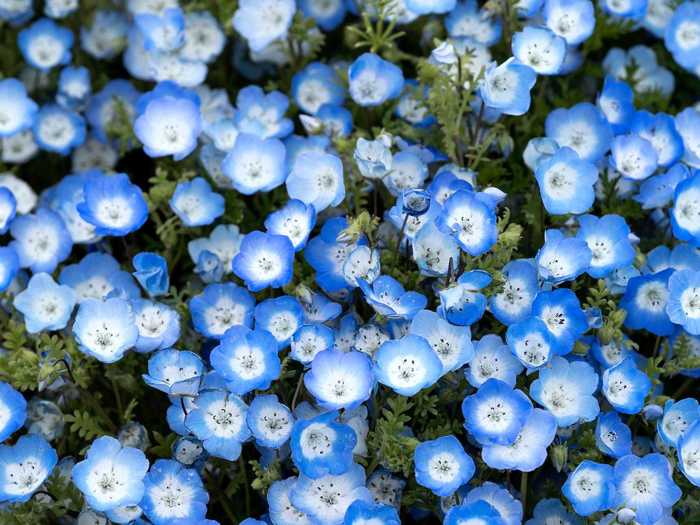 Nemophila, which are called "rurikarakusa" in Japanese, are actually native to North America.