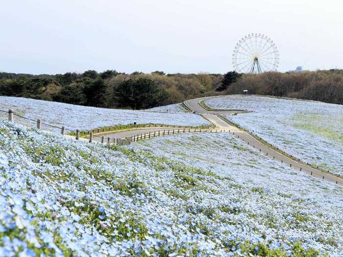 Amid the millions of flowers you