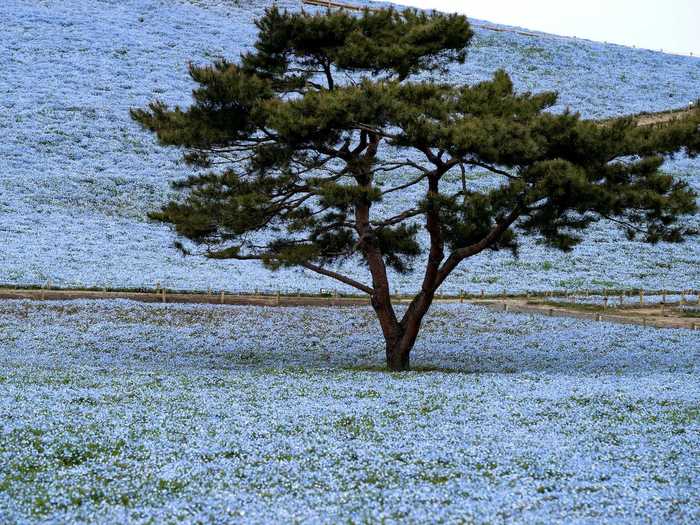 While Hitachi Seaside Park may currently be a utopia of stunning flora, it used to be a site of destruction.