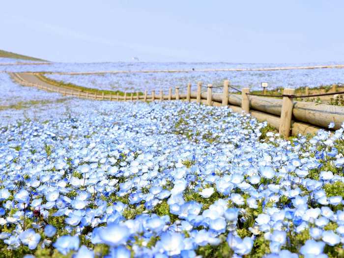 The US returned the area in March 1973, and residents requested that it be turned into a park as a symbol of peace.