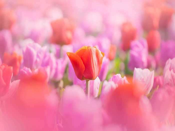 He particularly enjoys taking pictures of Dutch flower fields.