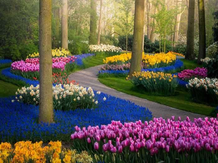 Dros has always wanted to photograph the Keukenhof flower gardens without the thousands of tourists that visit each year — a task that would have been impossible before the coronavirus pandemic.