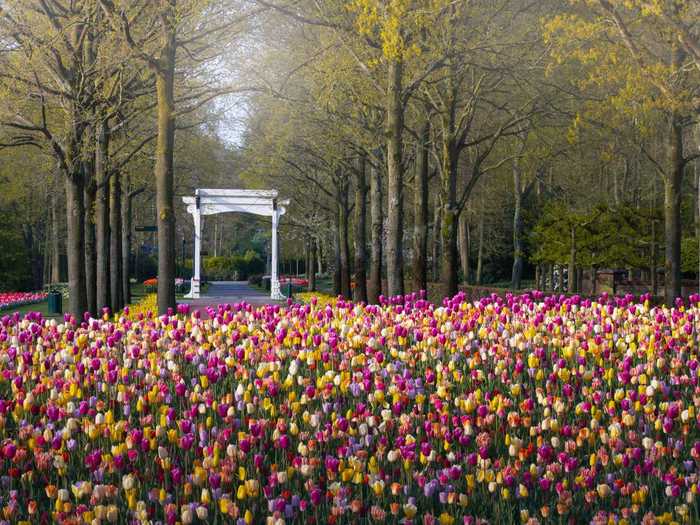 Keukenhof gave him permission to visit the empty park and photograph its perfectly curated flower gardens.