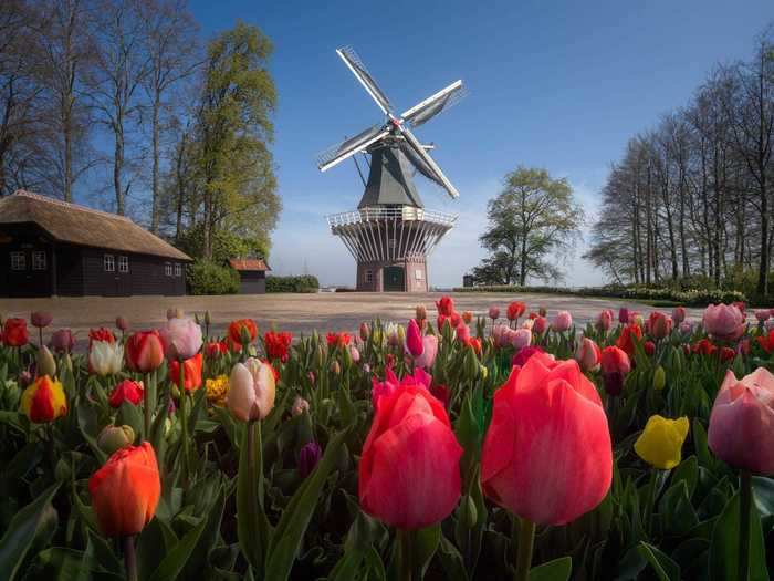 He stopped by the characteristic Keukenhof windmill surrounded by tulips.