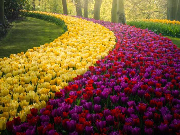 "Now that the park is closed this year, I hope to show the beauty of our flower garden to the people sitting at home," he said.