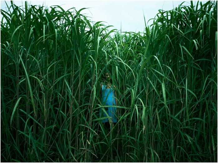 "In the Tall Grass" is an adaptation of a Stephen King short story.