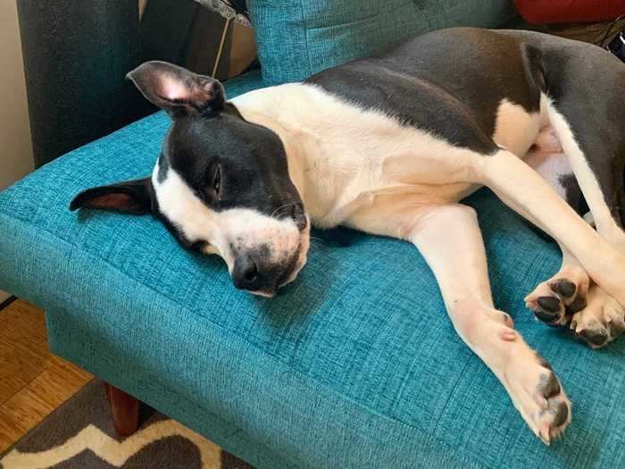 When we let Whistler off the leash in our apartment, he immediately sniffed out every corner and settled onto the couch.