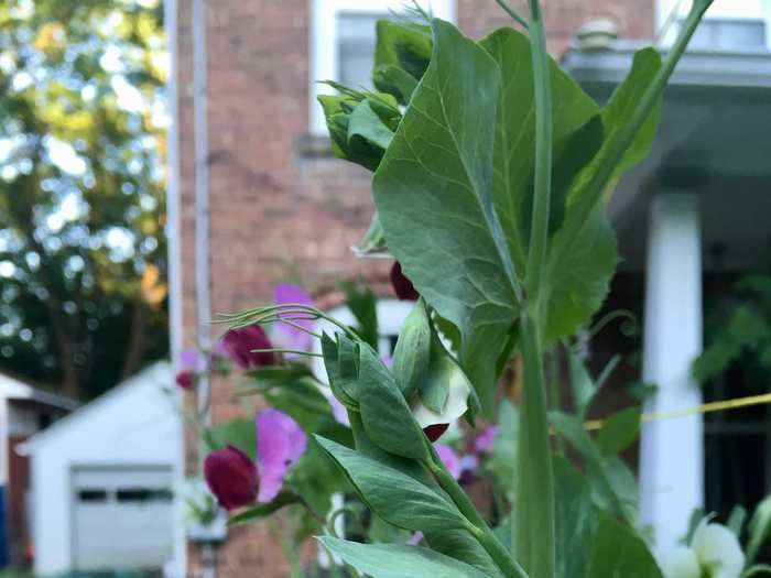 Growing my own food is the best way I know to curb fears of grocery-store scarcity, financial insecurity, and recession anxiety.