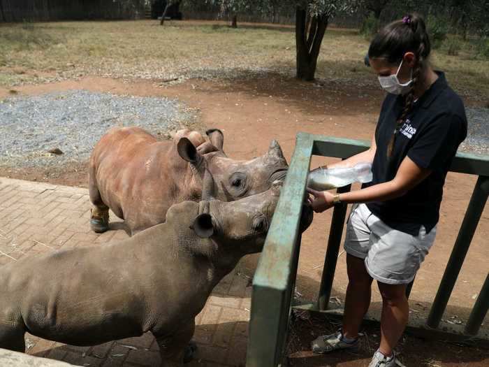 Since tourism and funding for conservation efforts has declined, poachers have killed more Rhinos in Africa, and endangered wildlife face greater threats.