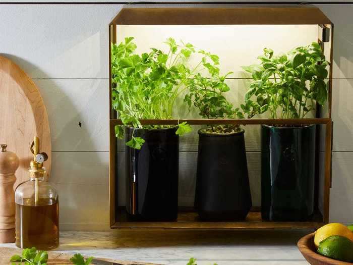 An herb growing kit