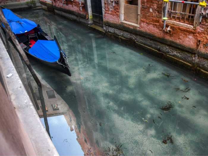 Insider previously reported that photos taken across Venice show seaweed and fish thriving in canals.