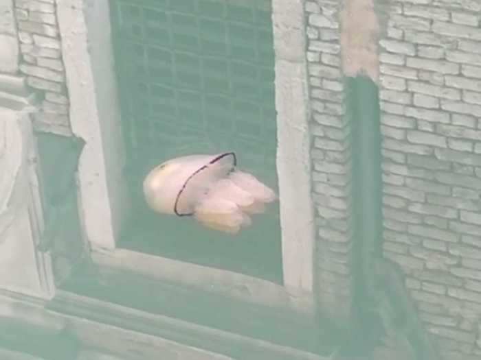 Zoologist Andrea Mangoni even captured a barrel jellyfish gliding through Venice