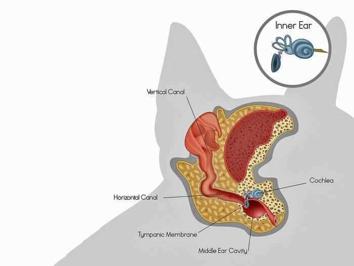 Understand the anatomy of your dog