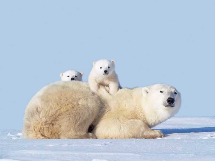 Female polar bears raise their cubs alone and are extremely protective of them.