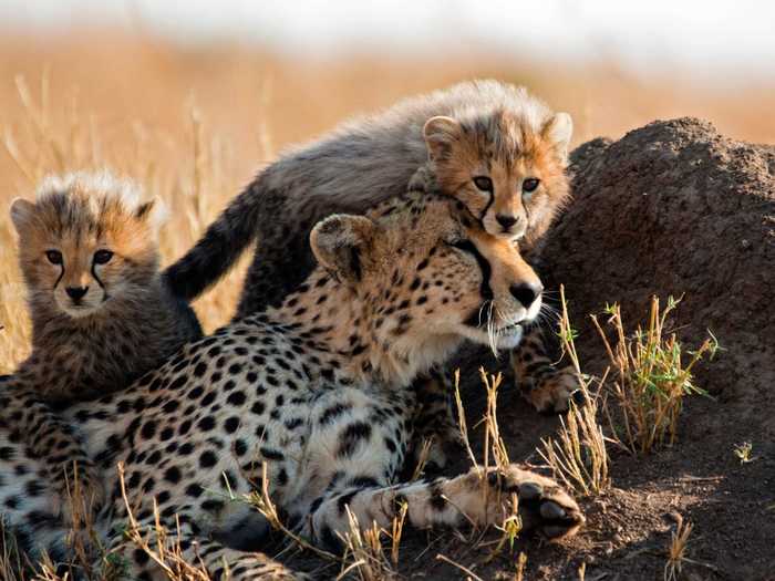 Cheetahs are also single mothers, raising a litter of three to five cubs in solitude.