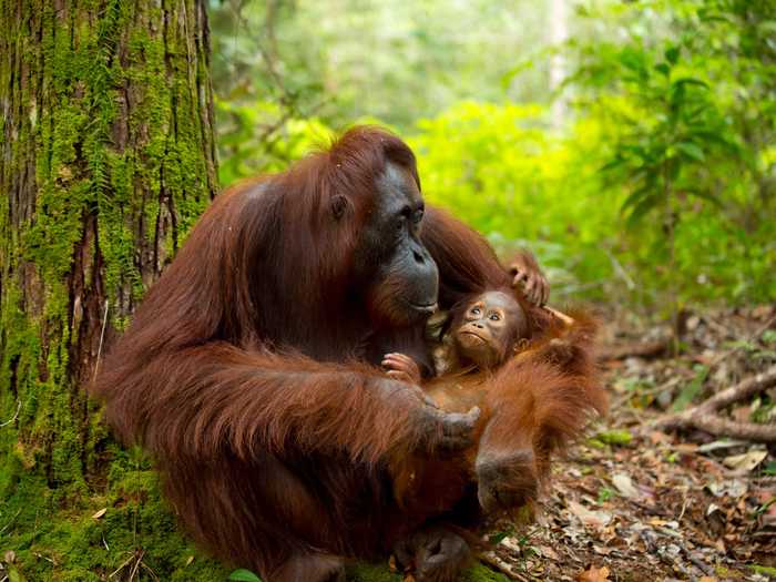 Like humans, female orangutans form a strong, long-lasting bond with their offspring.