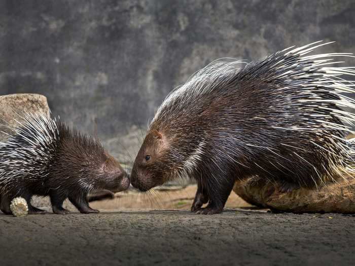 Baby porcupines are called porcupettes, and mothers usually have between one and four at a time.