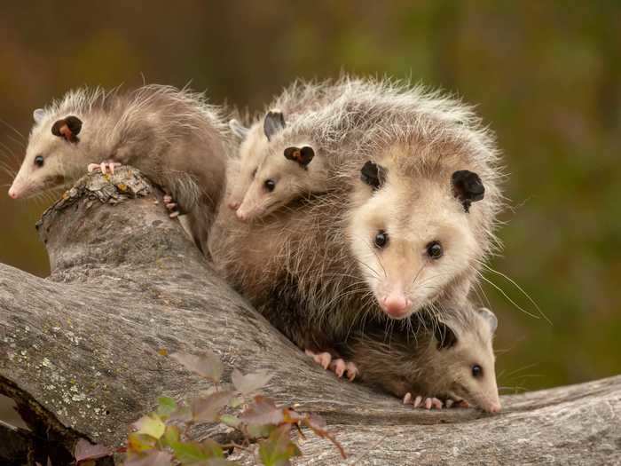 Female opossums will carry their litter on their backs.