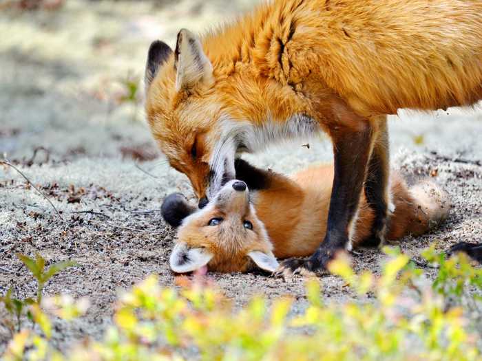 Raising offspring is a family affair for red foxes.