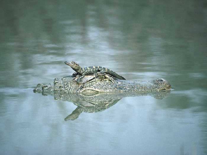 Unlike some reptiles, female alligators are protective of their young and will carry their eggs in their snout to assist in hatching.