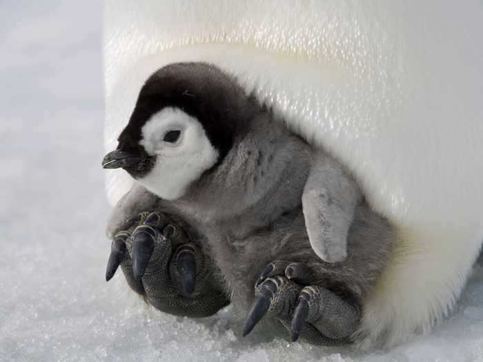 Female emperor penguins will travel up to 50 miles to bring food back for their young.