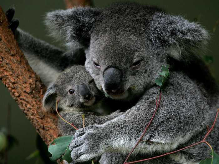 Female koala bears shelter their newborns in their pouches for six months.