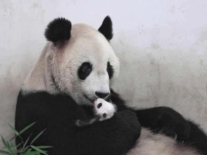 Giant pandas are very careful when handling their newly born cubs.