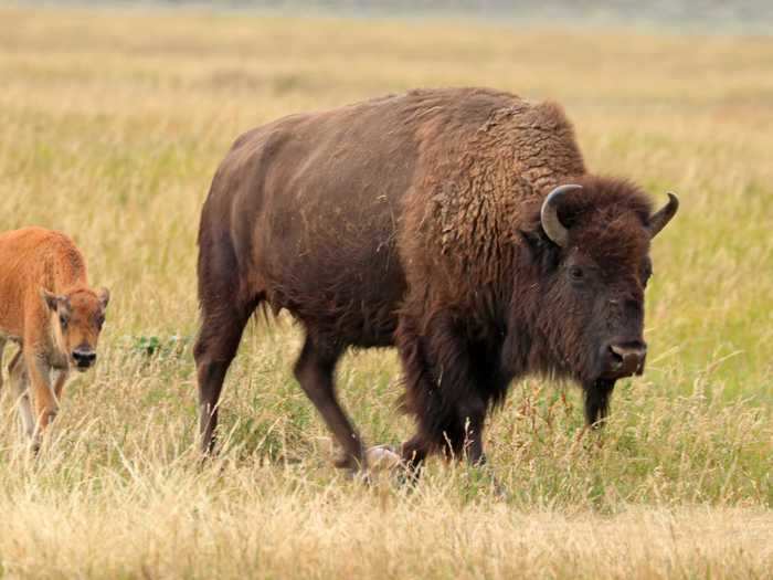 Both the female bison and her offspring live in a herd.