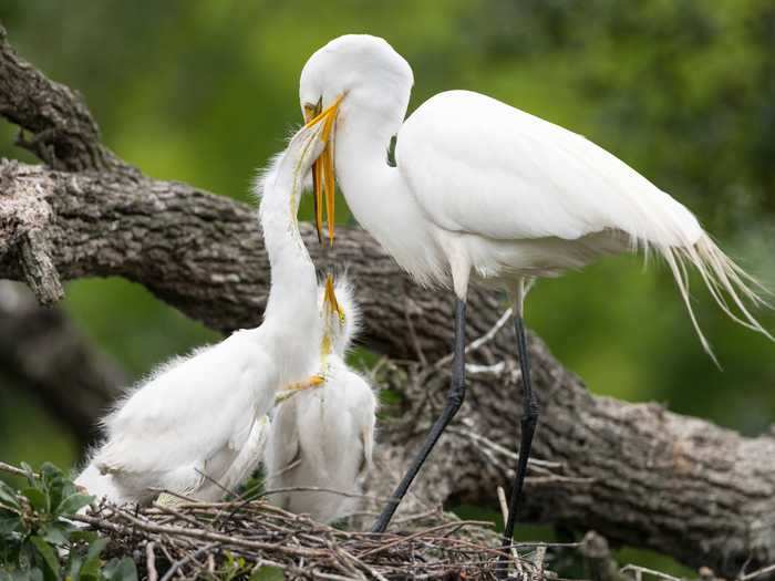 Both male and female great egrets help incubate their eggs in the nest.