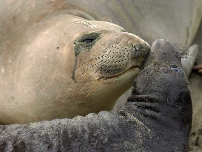 When nursing their young pups, elephant seals don