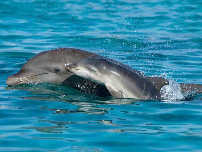 Female dolphins will guide their calves through the water.