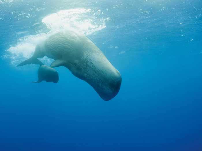 Sperm whale pods will defend mother and infant when a whale is giving birth.