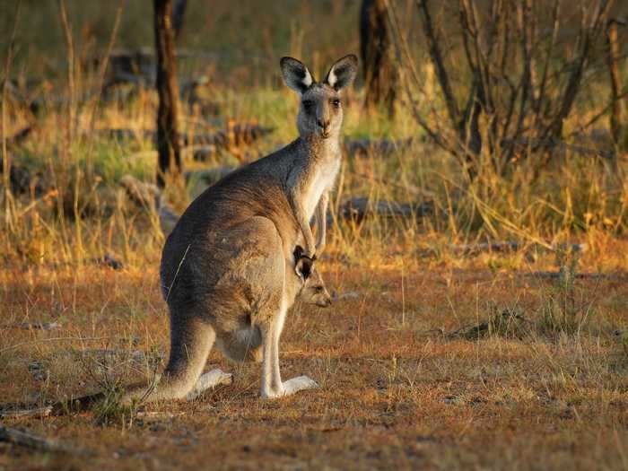 A female kangaroo protects her offspring by carrying them in her pouch.