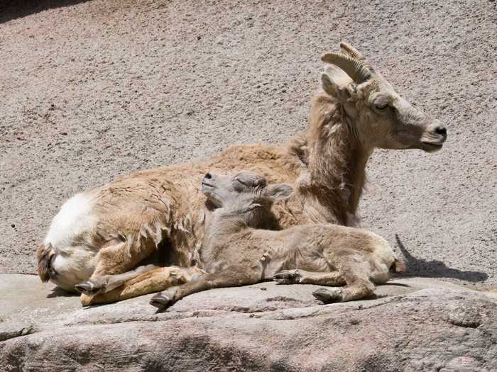 Desert bighorn sheep raise their young in a nursery system of 25 to 100 sheep.