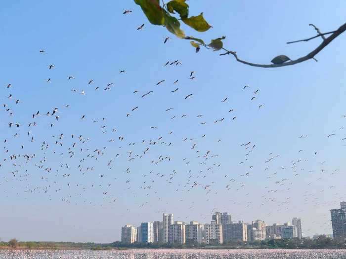 Some experts believed that since people are at home and not moving around as much, that created an opportunity for more flamingos to migrate and have access to food.