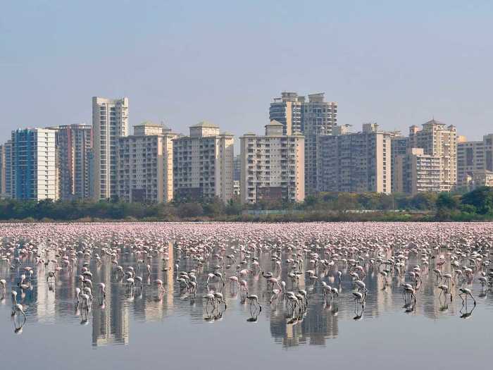 Apparently, the birds are also spreading to wetlands and expanding where they go.