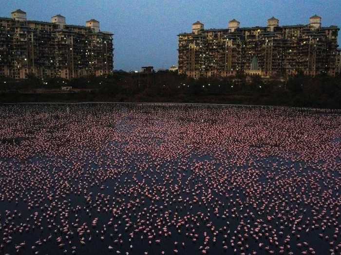 Some of the areas, such as the Thane Creek and the Talawe wetland, where the flamingos have been spotted in large numbers, usually have a lot of construction and fishing.