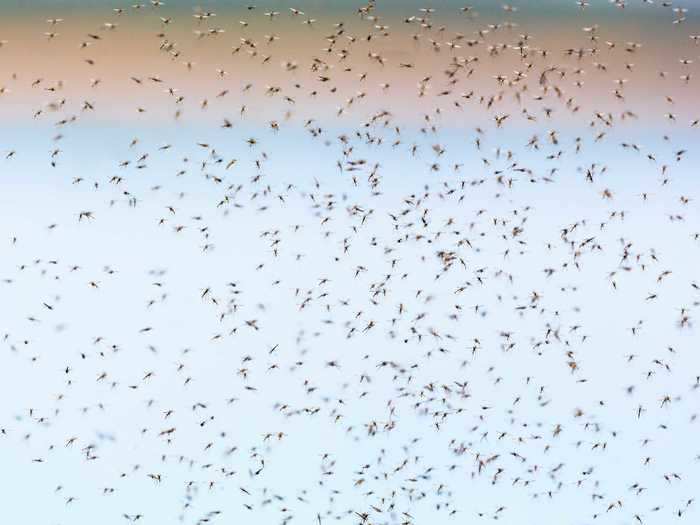 Researchers fear that as the planet warms, mosquitoes will be able to breed more rapidly and spread disease in typically cooler areas of the world that have otherwise remained unaffected by the pests.