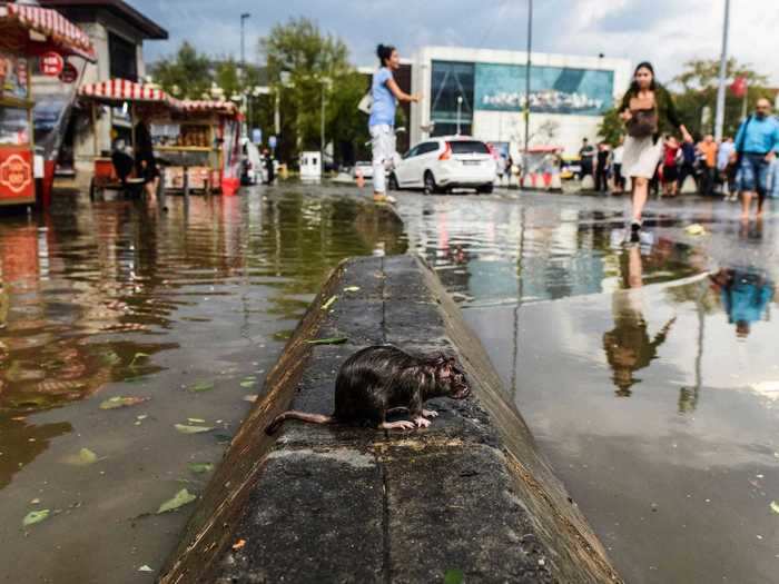 Similarly, diseases that are transmitted from animals to humans, such as rats or ticks, have been known to shift depending on climate conditions. Certain rodent-borne diseases are linked to flooding, which is expected to become worse as global temperatures rise.