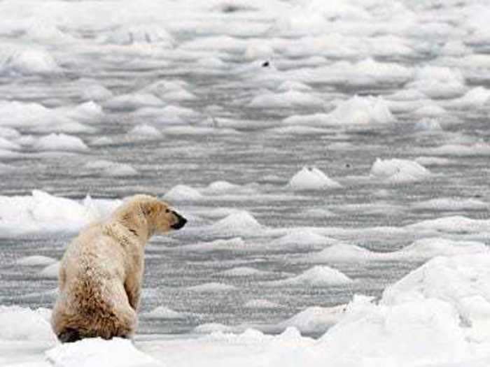 Scientists have also noted that as temperatures continue to rise, animals have begun migrating to typically cooler environments. This could open up new pathways of disease transmission between animals, since more species will likely begin interacting with one another.