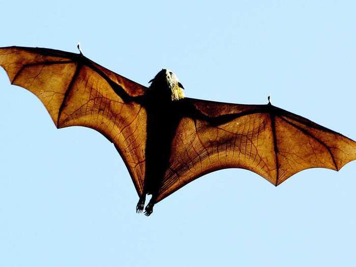 For example, bats — the suspected vector for the COVID-19 pandemic — can maintain body temperatures as high as 105 degrees Fahrenheit. This means that they could carry with them a set of pathogens that their body heat can withstand, but that humans, who maintain a resting body temperature of 98.6 degrees Fahrenheit, could not.