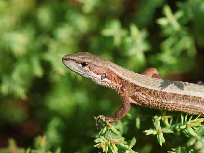 "Imagine that the world is hotter and that lizards adapt to live in temperatures very close to yours. Then their viruses adapt to higher temperatures," Arturo Casadevall, chair of molecular microbiology and immunology at the Johns Hopkins Bloomberg School of Public Health, told Scientific American. "We have two pillars of defense: temperature and advanced immunity. In a warming world, we may lose the pillar of temperature if the [pathogens] adapt to be close to our temperature."