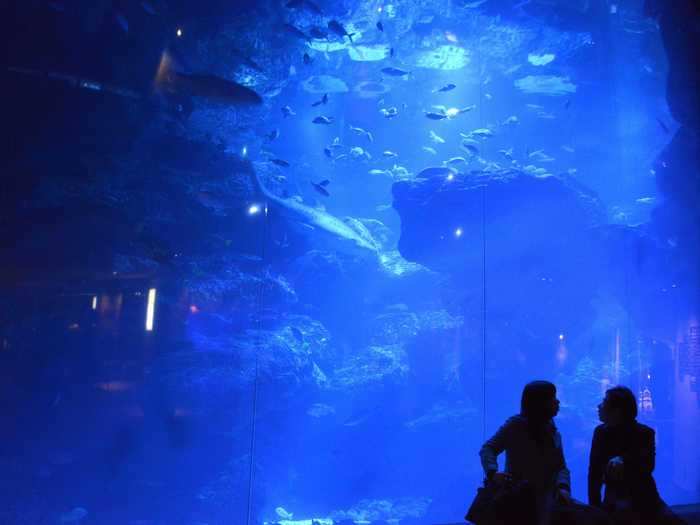 The Sumida Aquarium in Tokyo has 10,000 marine animals from 400 species.