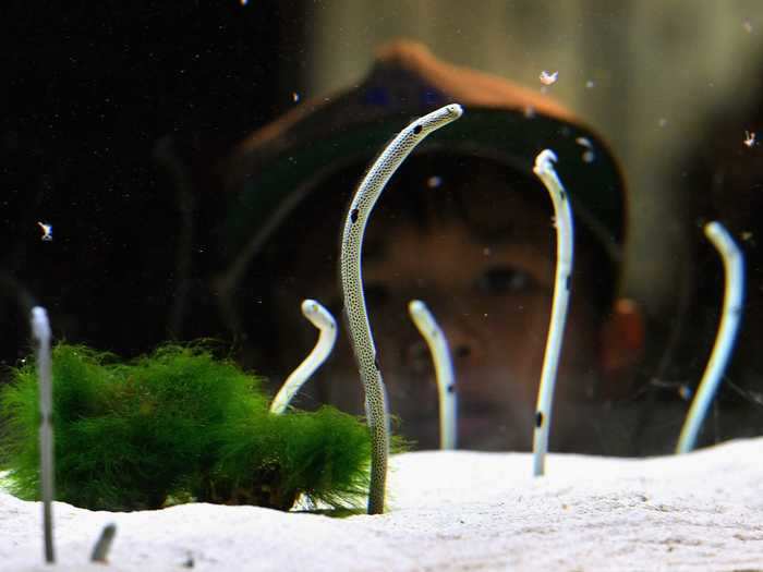 The aquarium would welcomed visitors every day, so the eels were accustomed to humans.