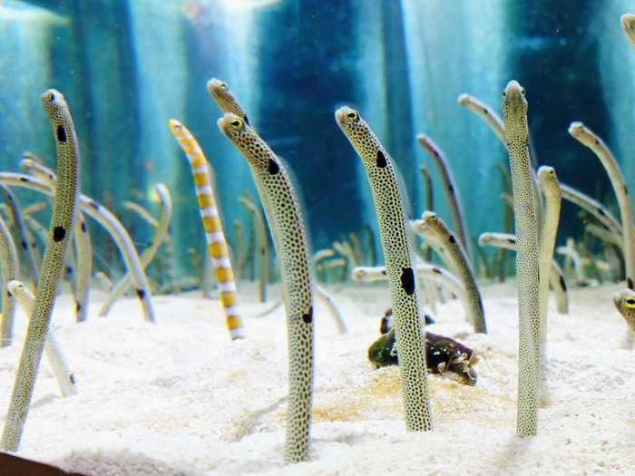 Typically, this species of tiny eels is cautious around humans, diving into the sand when someone approaches.